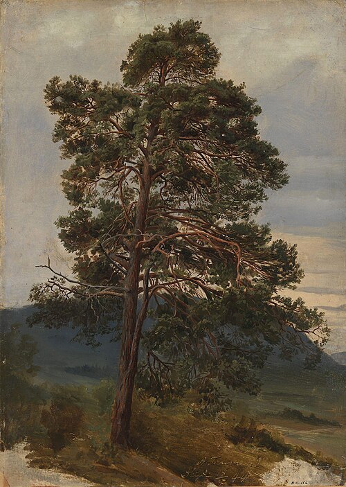 Study of a Pine Tree, 1844, Adolph Tidemand