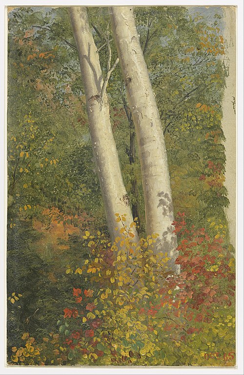 Bouleaux en automne, 1865, Frederic Edwin Church