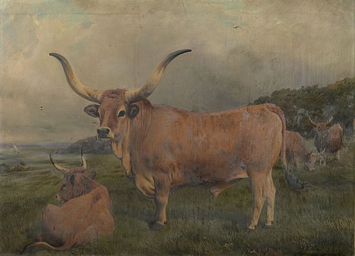 A group of Spanish Oxen, 1881, Charles Burton Barber