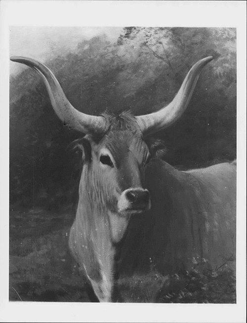 A Spanish Ox, 1881, Charles Burton Barber