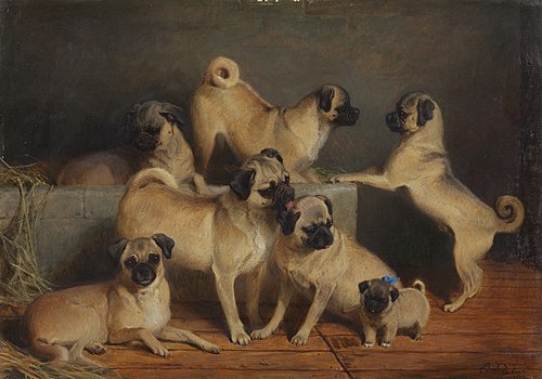 A Family of Pugs, 1877, Charles Burton Barber
