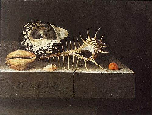 Seashells, 1698, Adriaen Coorte