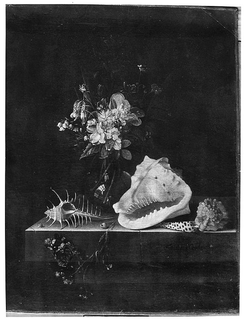 Still life with flowers, shells and a butterfly, 1697, Adriaen Coorte