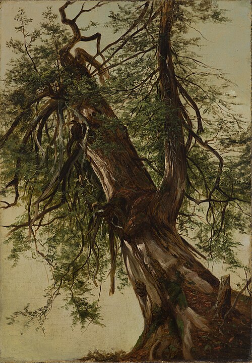 Study of a Cedar, 1867, David Johnson