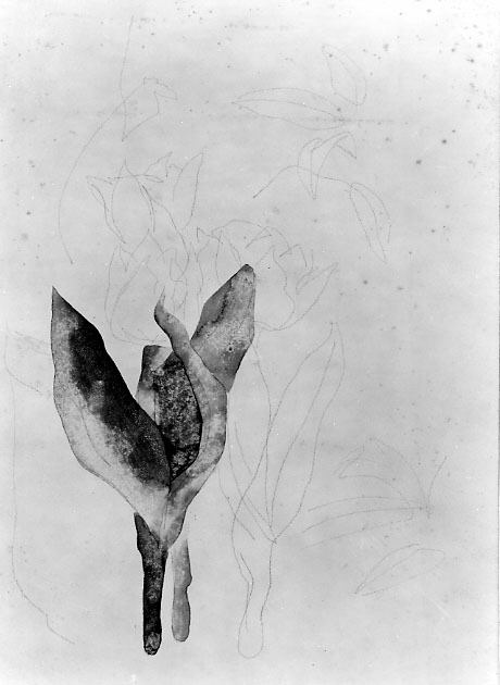 Tulips, 1926, Charles Demuth