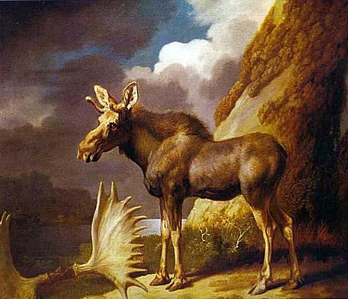 The Moose, 1770, George Stubbs