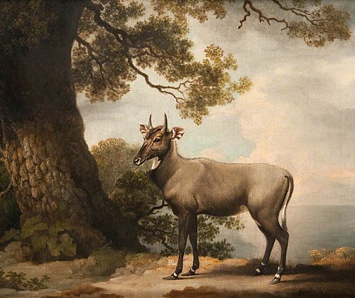 The Nilgai, 1769, George Stubbs