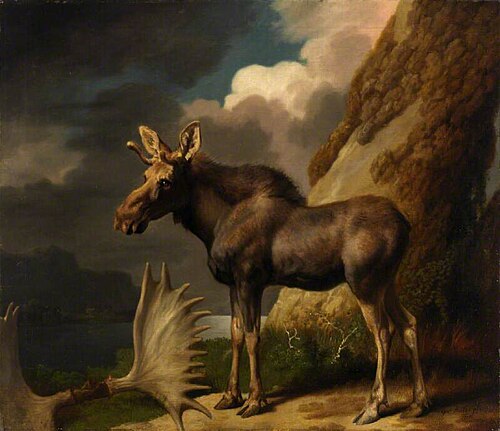 The Moose, 1770, George Stubbs