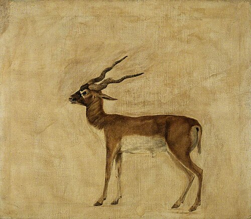 A Blackbuck, 1775, George Stubbs