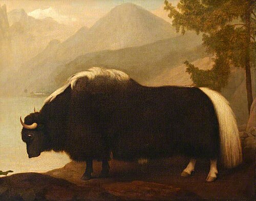 Yak, 1791, George Stubbs