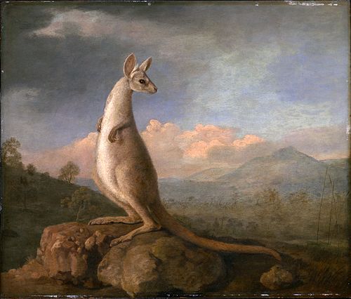 The Kongouro from New Holland, 1772, George Stubbs