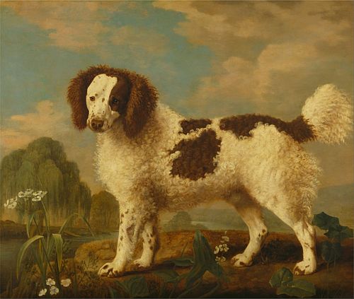 Brown and White Norfolk or Water Spaniel, 1778, George Stubbs