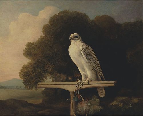 Greenland Falcon, 1780, George Stubbs