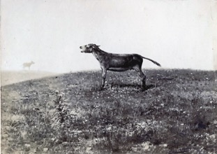 La canzon d'amore, 1897, Pasquale Celommi