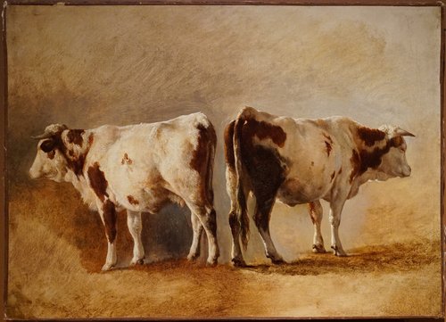 Étude de vache, , Jacques Raymond Brascassat
