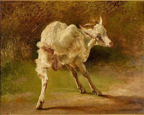 Bouc blanc se grattant la tête, 1845, Jacques Raymond Brascassat
