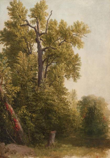 Study from Nature, Hoboken, New Jersey, 1834, Asher Brown Durand
