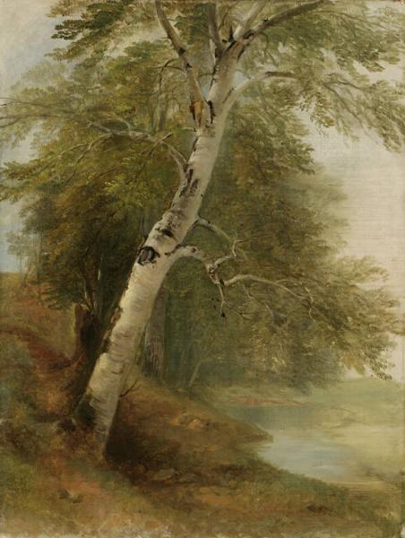 Nature Study: A Birch Tree, 1860, Asher Brown Durand