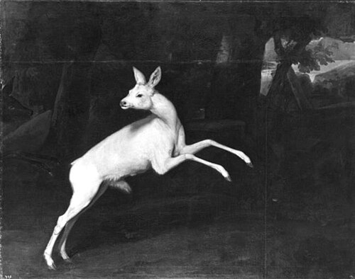 The white roebuck, 1710, Jan van Nickelen