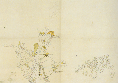 Gardenia, 1941, Aimitsu