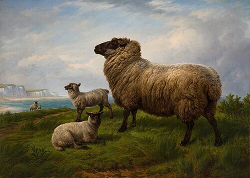 Sheep, 1875, Charles Jones