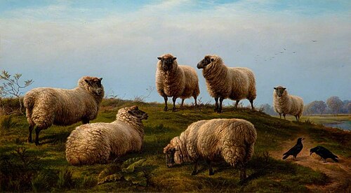 Sheep, 1875, Charles Jones