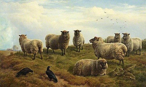 Sheep, 1877, Charles Jones