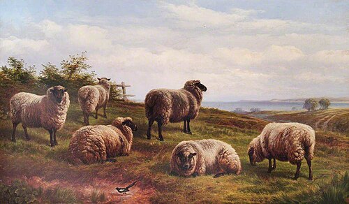 Sheep, 1881, Charles Jones