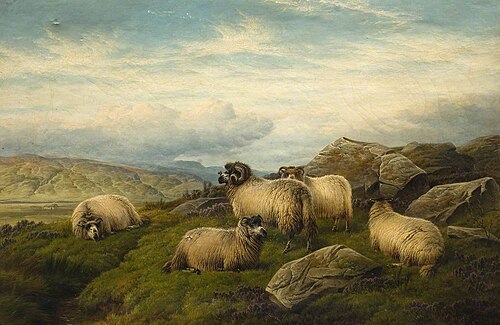 Sheep, , Charles Jones