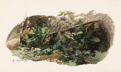 Saniaisten päälle kaatunut kuusi ; Lehmä (kaksipuolinen teos), 1859, Werner Holmberg