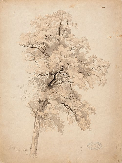 Lehtipuu, 1854, Werner Holmberg