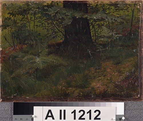 Puunrunko ja aluskasvillisuutta, harjoitelma, , Werner Holmberg
