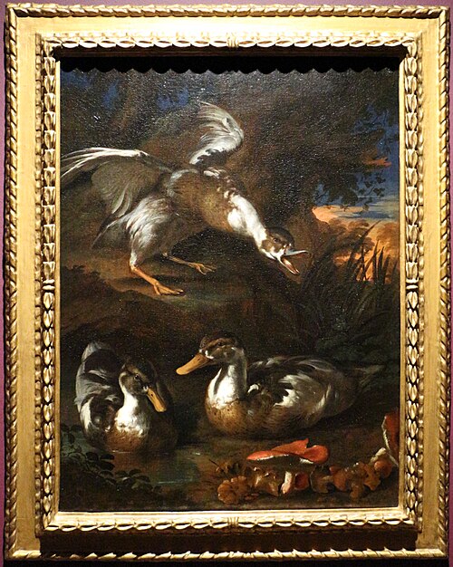 anatre e funghi in un paesaggio boscose, 1750, Angelo Maria Rossi