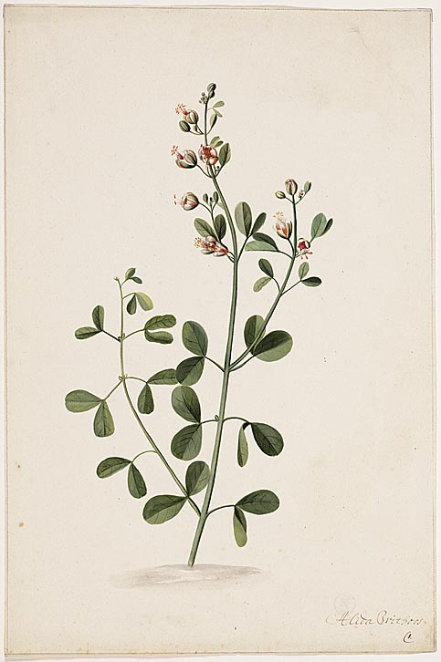 Bloeiende tak, 1702, Alida Withoos
