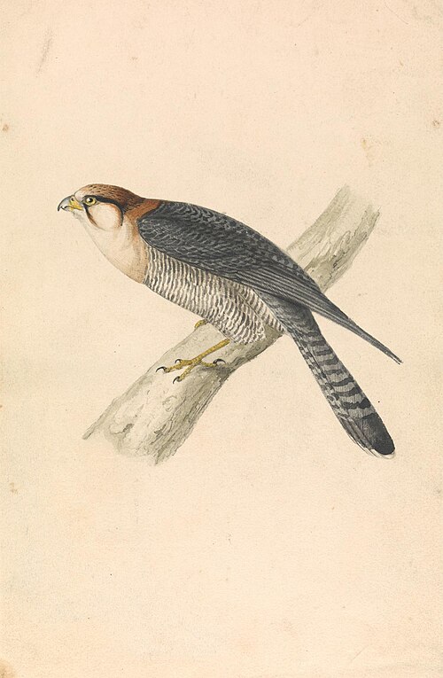 Rufous Necked Falcon, 1837, William Swainson
