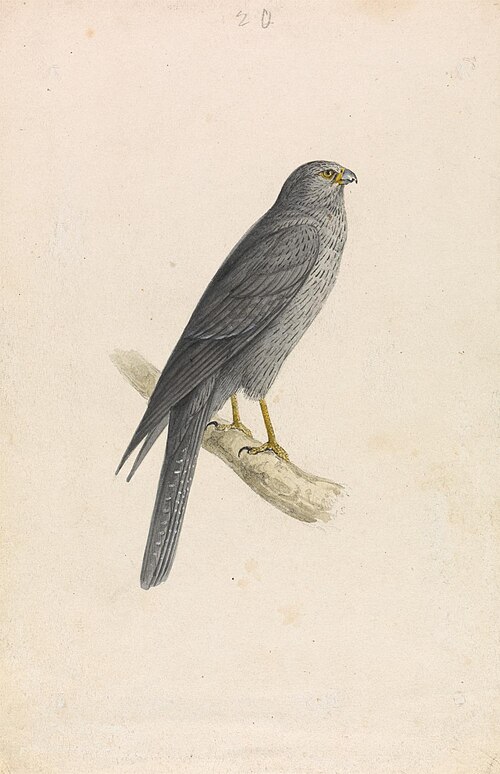 Sooty Falcon, 1837, William Swainson