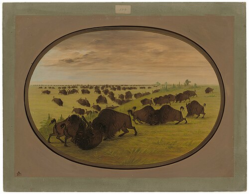Bulls Fighting, 1865, George Catlin