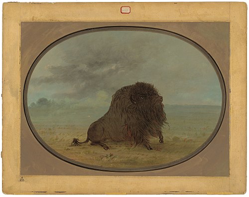 Dying Buffalo Bull, 1861, George Catlin