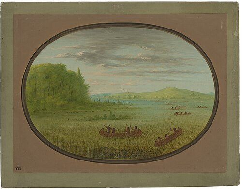 Gathering Wild Rice - Winnebago, 1861, George Catlin