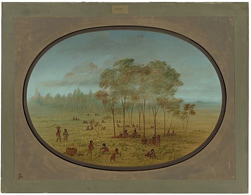 Kiowa Indians Gathering Wild Grapes, 1861, George Catlin