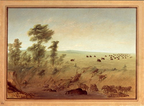 Mired Buffalo and Wolves, 1861, George Catlin