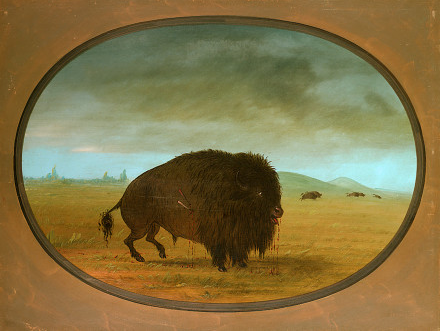 Wounded Buffalo Bull, 1861, George Catlin
