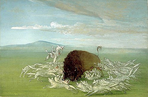 White Wolves Attacking a Buffalo Bull, 1832, George Catlin