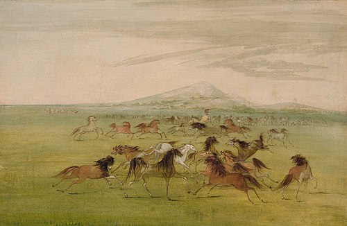 Wild Horses at Play, 1835, George Catlin