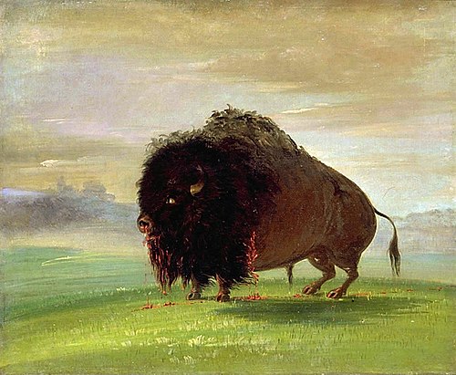 Wounded Buffalo, Strewing His Blood over the Prairies, 1832, George Catlin