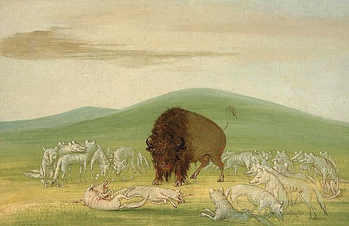 Wounded Buffalo Bull Surrounded by White Wolves, 1832, George Catlin