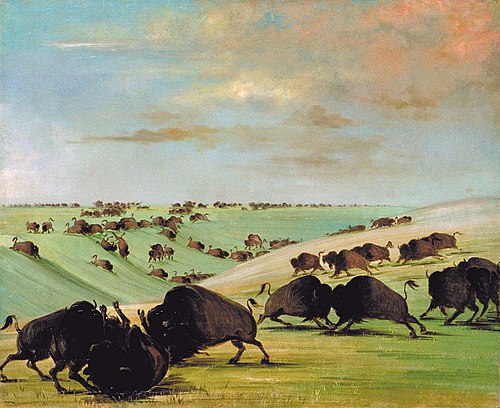 Buffalo Bulls Fighting in Running Season, Upper Missouri, 1838, George Catlin