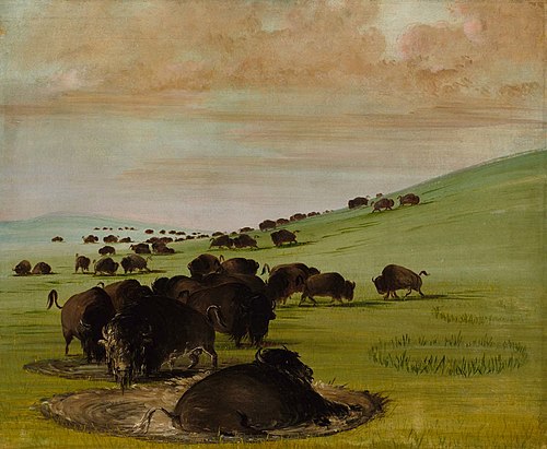 Buffalo Bulls in a Wallow, 1838, George Catlin