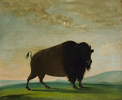 Buffalo Cow, Grazing on the Prairie, 1832, George Catlin