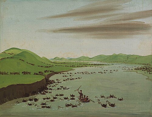 Buffalo Herds Crossing the Upper Missouri, 1832, George Catlin